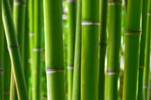 Pros and Cons of Bamboo Flooring